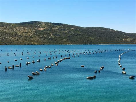 mussel farming methods|Sustainable Mussel Farming .